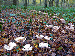 Fairy ring