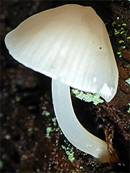 Porcelein mushroom