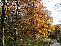 Trees beside a track