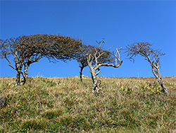 Leafless bushes