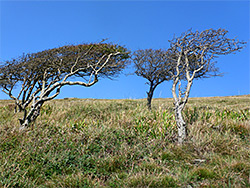 Small bushes