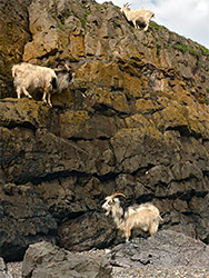 Goats climbing the cliffs