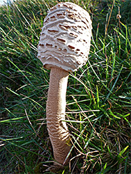 Parasol mushroom