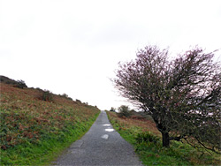 Track and tree