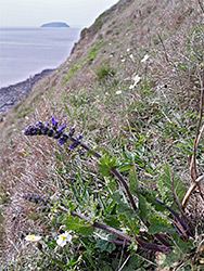 Wild clary and rock rose