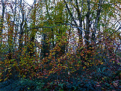 Green and brown leaves