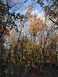 Beech trees in autumn