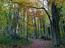 Leaves on a path