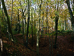 Trees beside a path