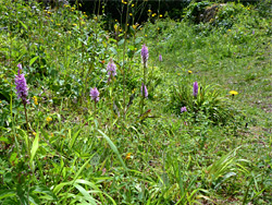 Group of orchids