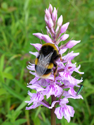 Bee on orchid