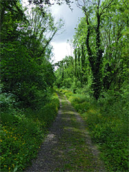 Woodland path