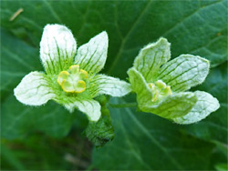 White bryony