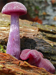 Amethyst deceiver