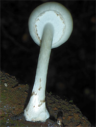 Destroying angel