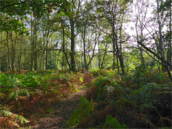 Ferns and trees