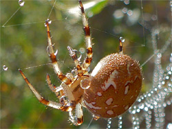 Four-spot orbweaver