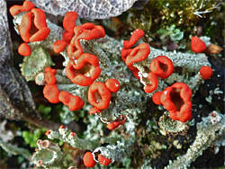 Gritty british soldier's lichen