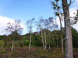 Trees on the heath