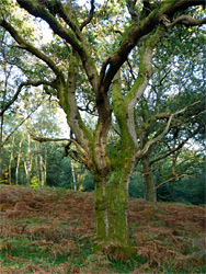 Oak tree