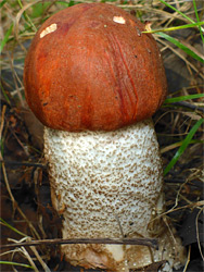 Orange birch bolete