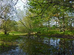 Woodland pond
