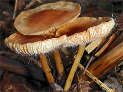 Bonnet mold fungus