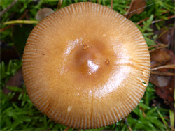 Tawny grisette - cap