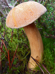 Velvet bolete