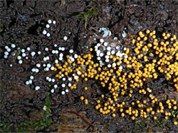 White and orange slime mold