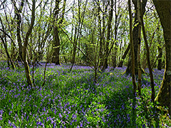 Bluebells in Burnt Wood