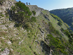 Trees on the cliffs