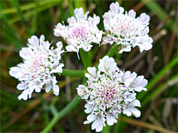 Tubular water-dropwort