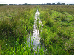 Narrow rhyne