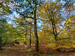 Beech and oak trees