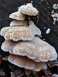 Splitgill mushroom