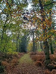 Leaves on a track