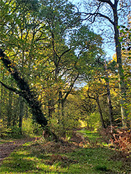 Leaning tree