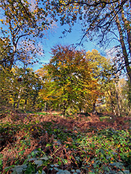 Trees and brambles