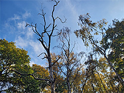 Trees and sky