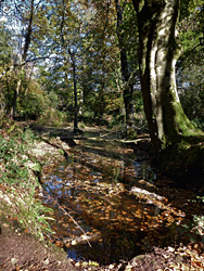 Woodland pool