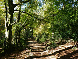 Edge of Brock Wood