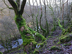 Mossy branches