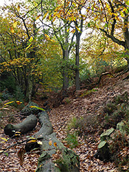 Beech trees