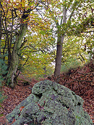 Lichen on a tree stump