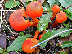 Vermilion waxcap