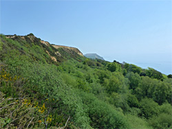 Trees at Cain's Folly