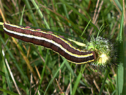Broom moth caterpillar