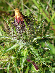 Carline thistle