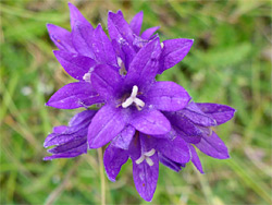 Purple flowers